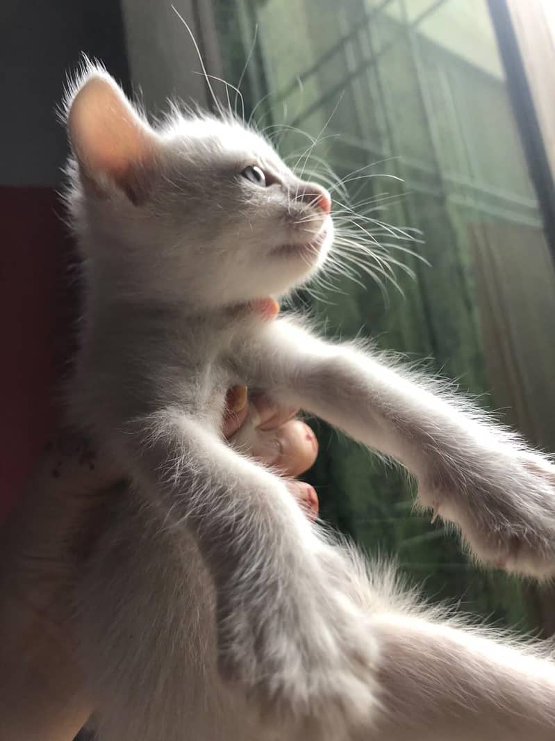 kittens  1