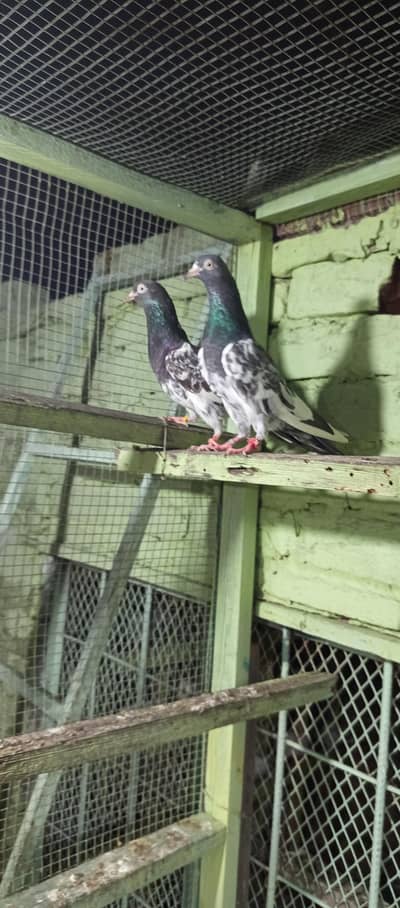 breeder pair royal teddy for sale