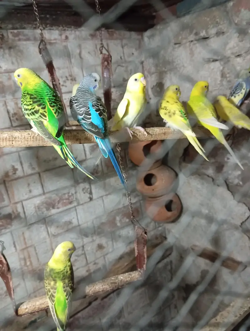 Perot's ki kalooni for urgent  sale. . 500 Ka Ka 1 piece hy