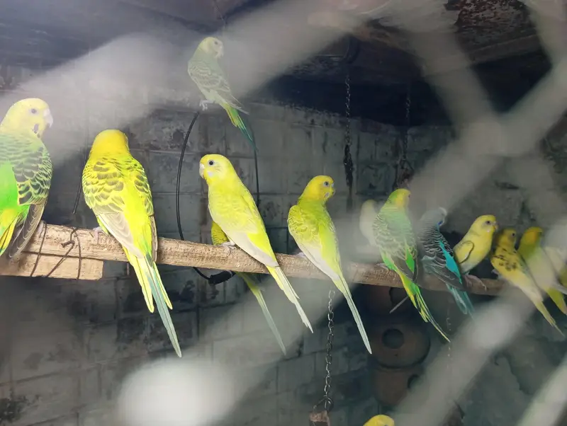 Perot's ki kalooni for urgent  sale. . 500 Ka Ka 1 piece hy — photo 9