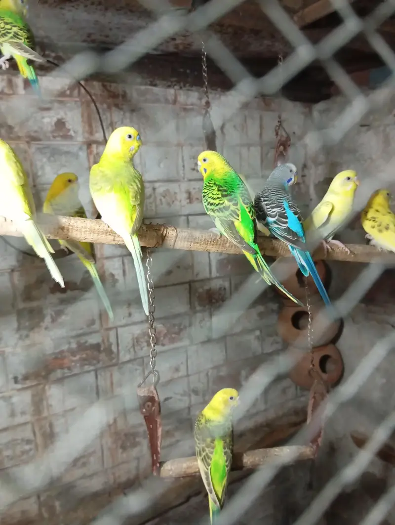 Perot's ki kalooni for urgent  sale. . 500 Ka Ka 1 piece hy — photo 10