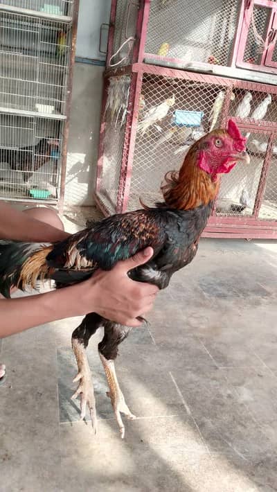 ASEEL MURGHAY AND MURGHIYA FOR SALE