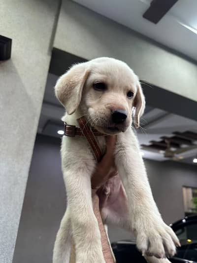 british labrador male puppy