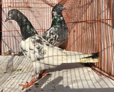 Sailkoti chat wala Pigeons bredr pair