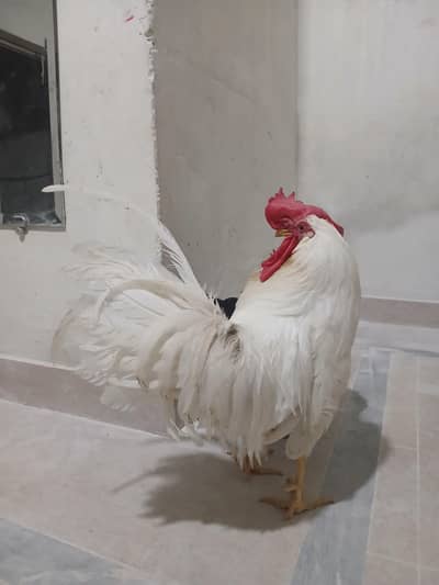 Egg Laying Pure White Hand Tame Cock look like Peacock n Black Hen