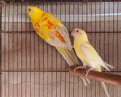 brids for sale | rump pair | parrots for sale | yellow parrots