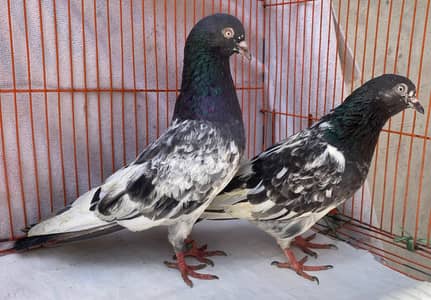 sallrey tedy bredr pair
