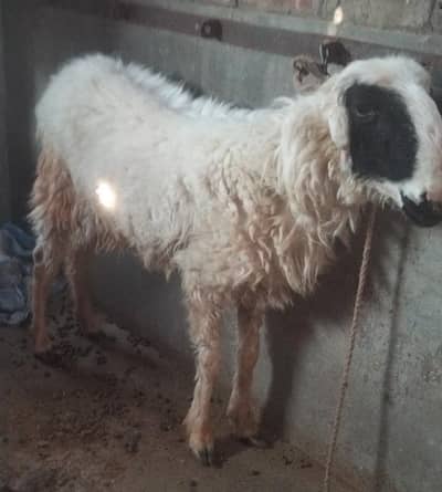 Goat For Sale