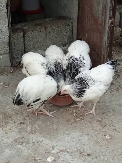 Light Sussex Trio Set for Sale
