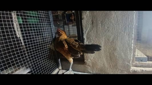 for sale Lohman male white and misri female
