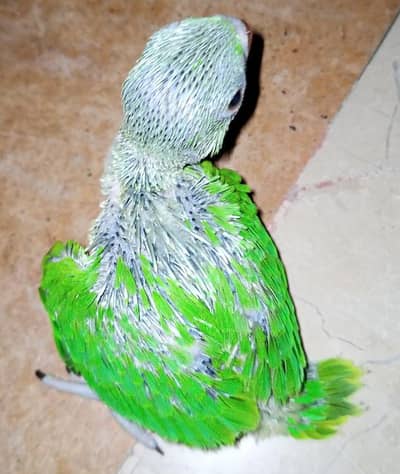 Ringneck chicks