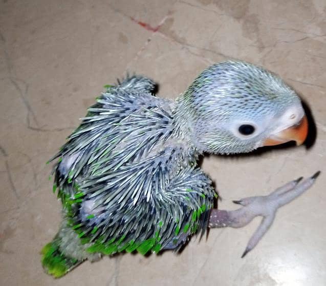 Ringneck chicks 1