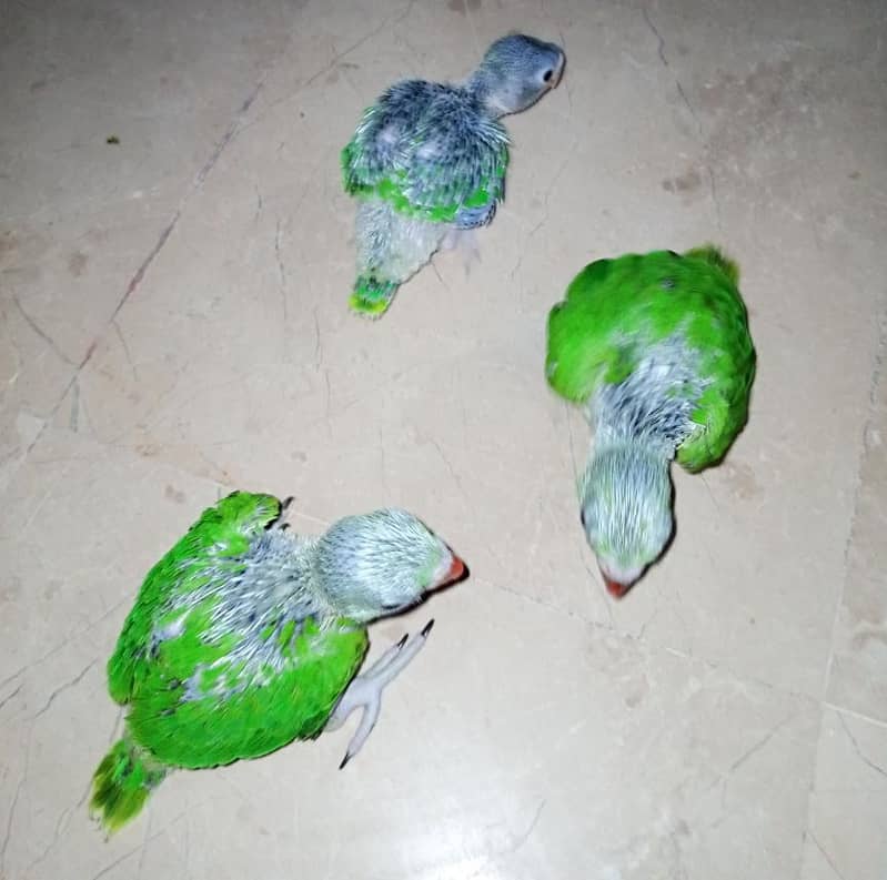 Ringneck chicks 2