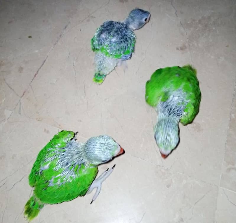 Ringneck chicks 3