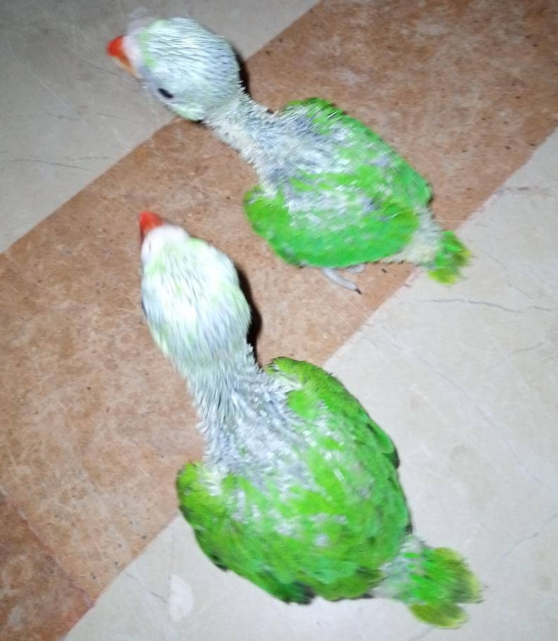 Ringneck chicks 4