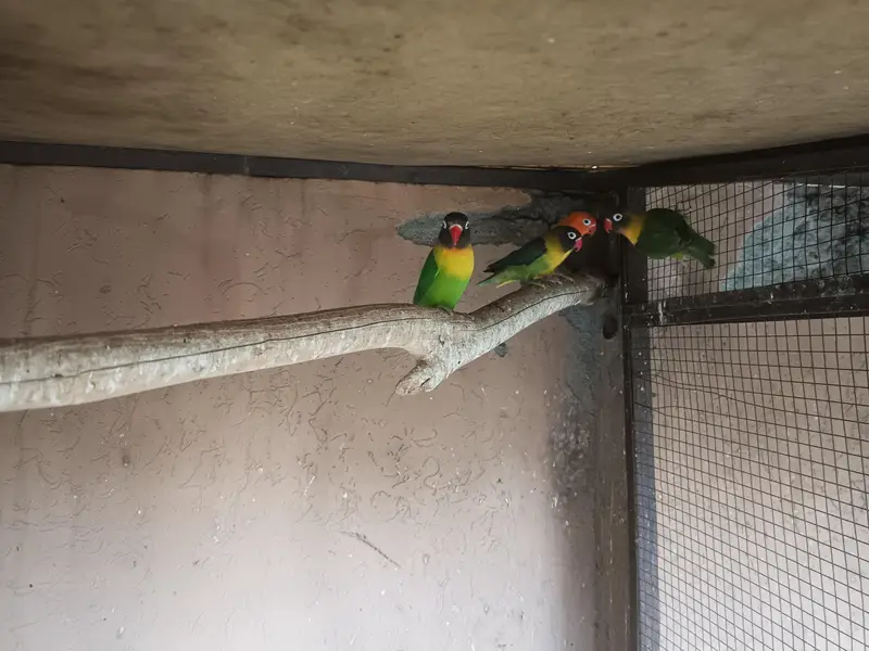 healthy active birds for sale