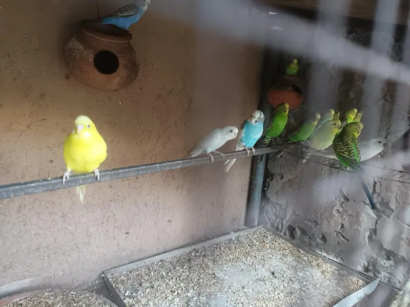 healthy active birds for sale — photo 2