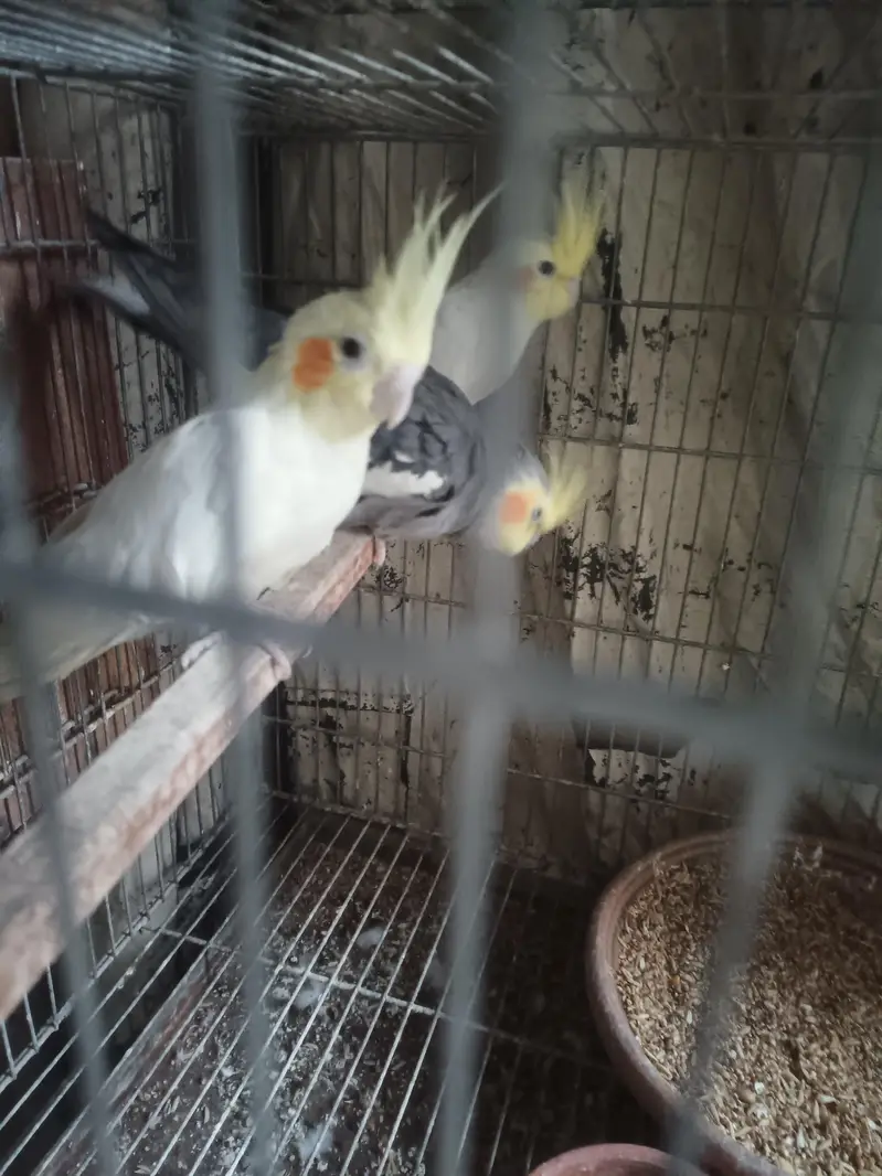 healthy active birds for sale — photo 3