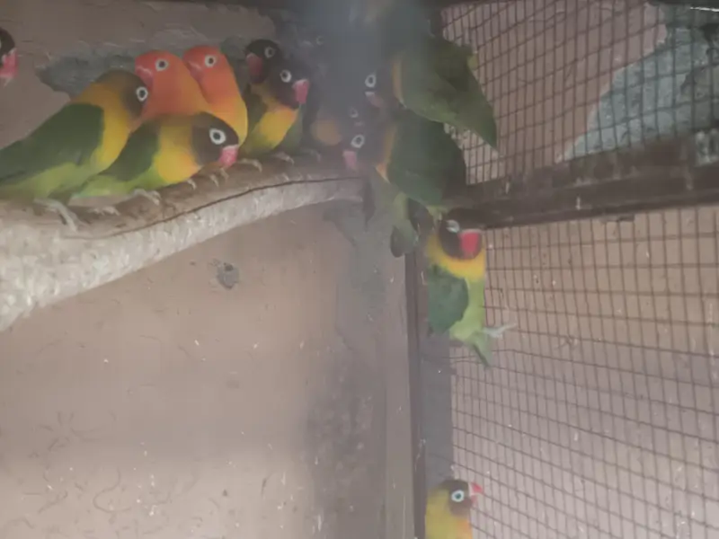 healthy active birds for sale — photo 4