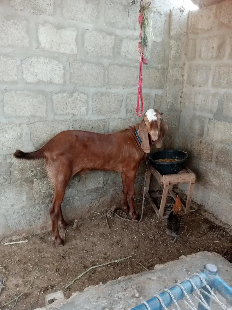 makki cheeni male and female — photo 3