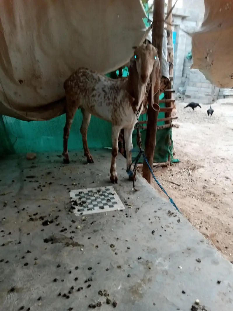 makki cheeni male and female — photo 4