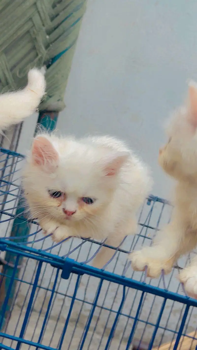 parsian cat kitten for sale triple cot white & yellow eyes available — photo 8