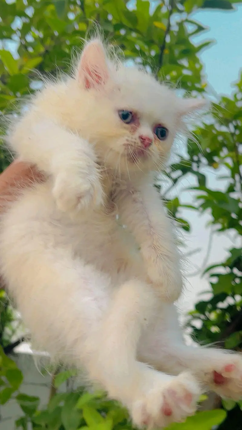 parsian cat kitten for sale triple cot white & yellow eyes available — photo 9