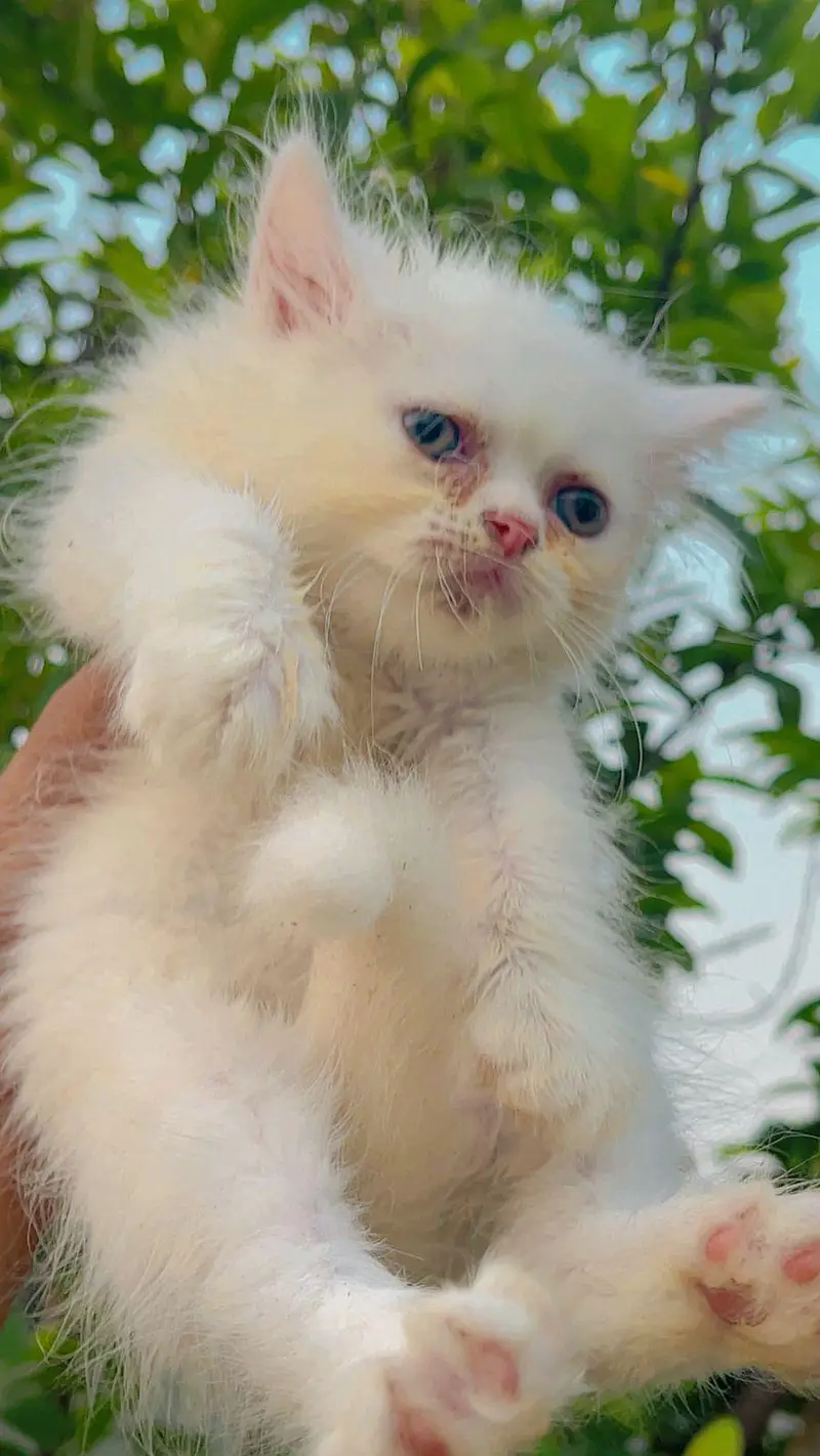 parsian cat kitten for sale triple cot white & yellow eyes available — photo 10