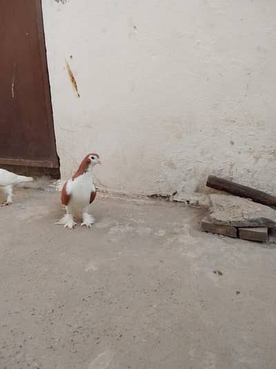 kabotar for sale