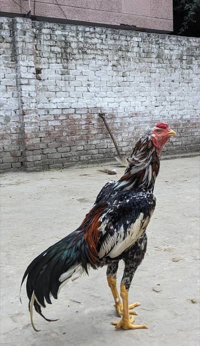 shmao murga available
