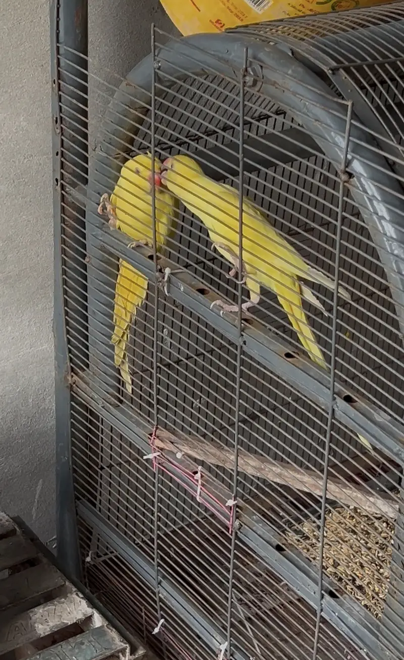 Yellow Ring Nick Confrm Pair — photo 3