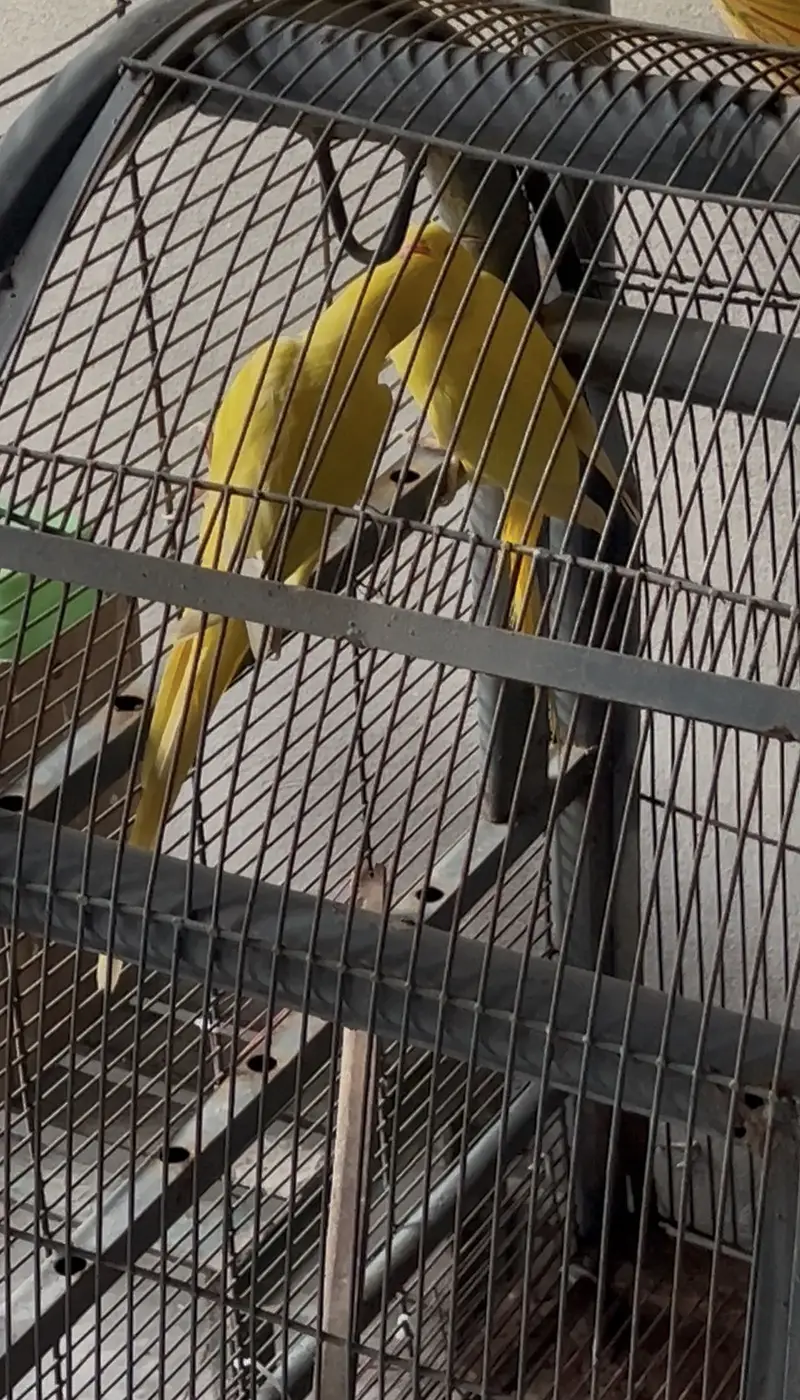 Yellow Ring Nick Confrm Pair — photo 4