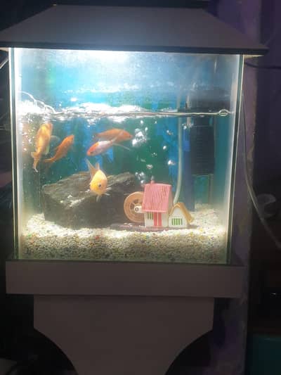 aquairam with gold fishes