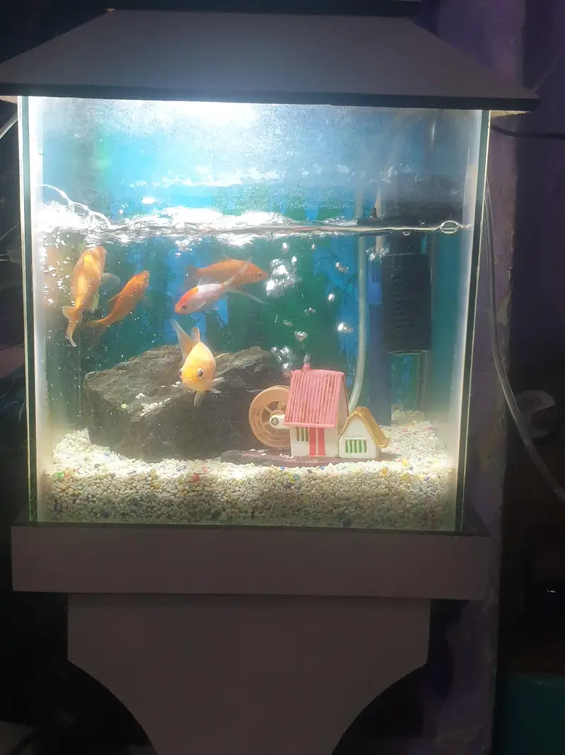 aquairam with gold fishes