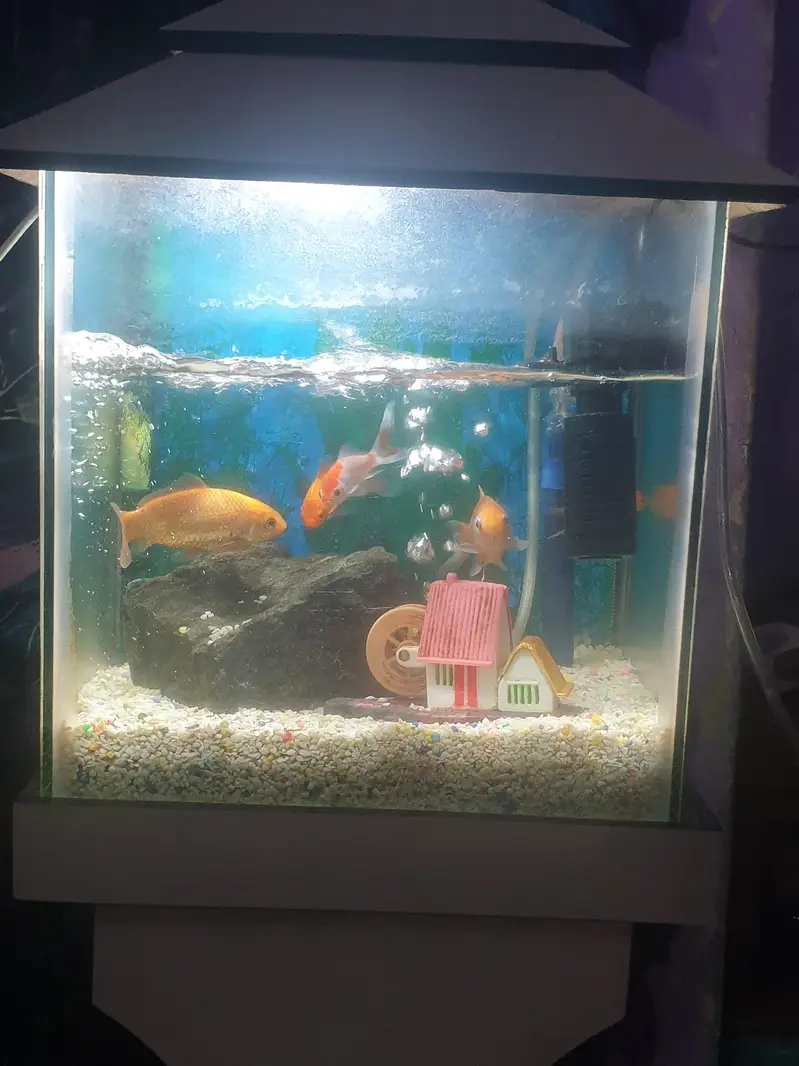 aquairam with gold fishes — photo 3