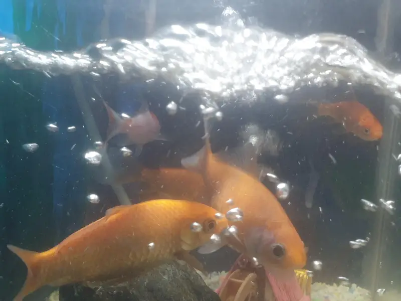 aquairam with gold fishes — photo 4