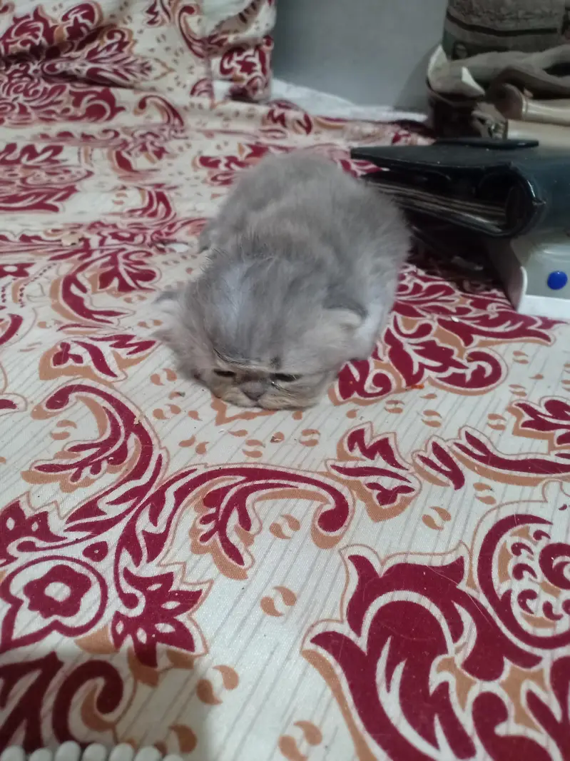 grey Persian kitten and 8 month female grey — photo 3