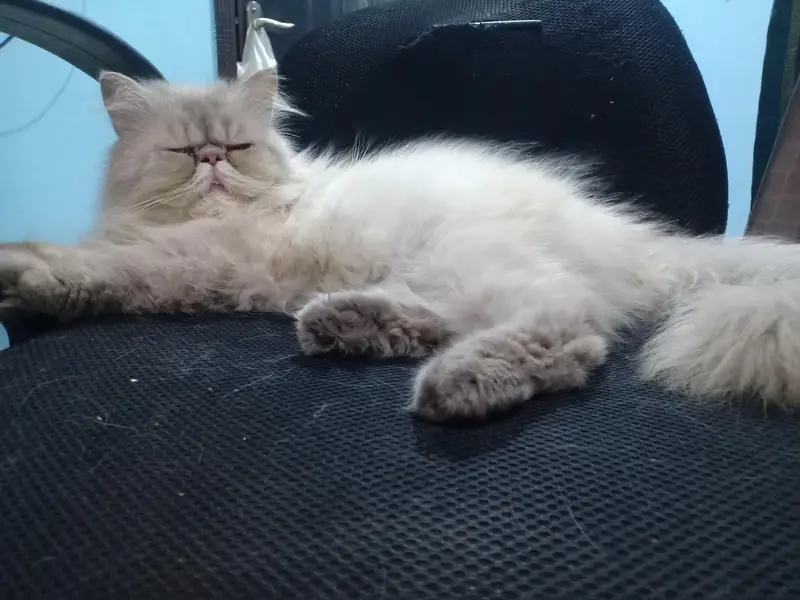 grey Persian kitten and 8 month female grey — photo 4