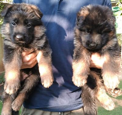 German Shephard Pupps