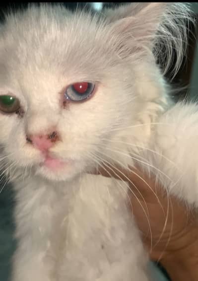Persion cat odd eyed