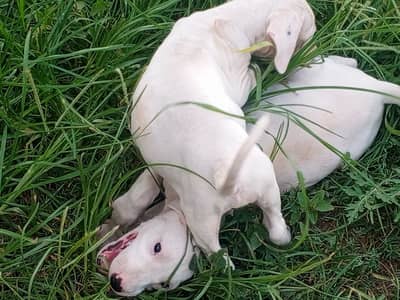 Bulli gutair female puppies for sale