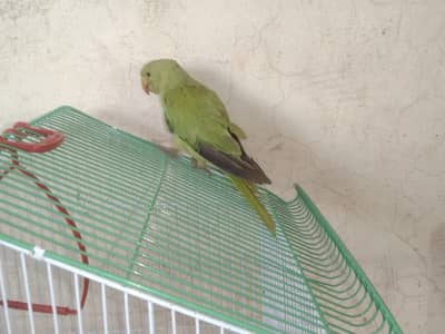 age 3 month