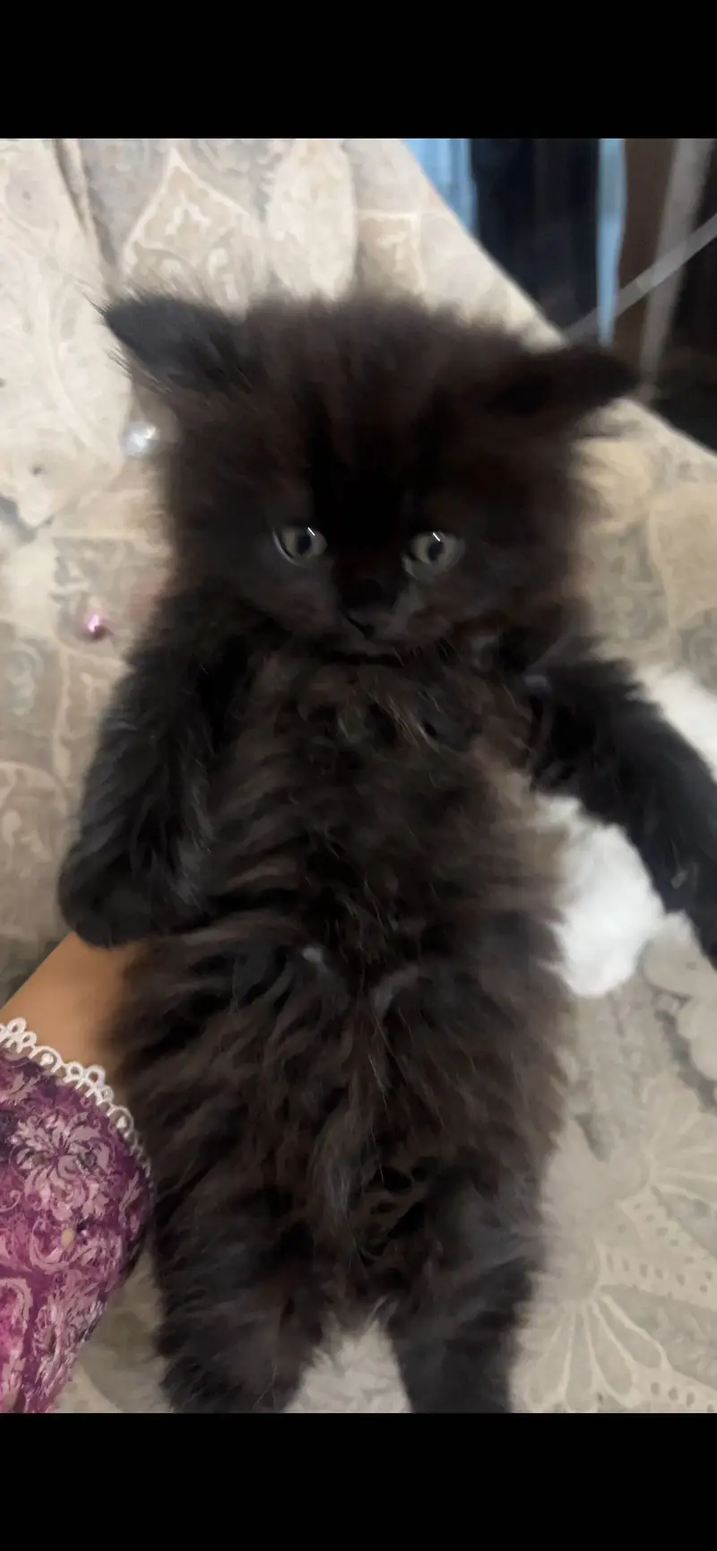 Persian kittens for sale — photo 2