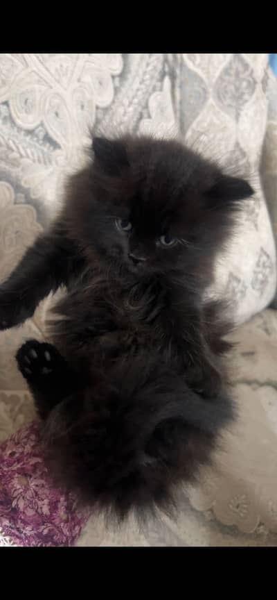 Persian kittens for sale