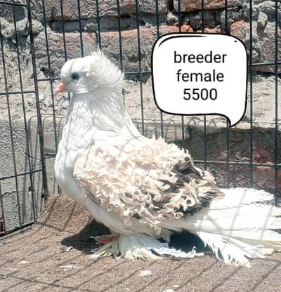 fancy pigeons/swallow/fantail/Jacobin/frillback/lahori sherazi/norwich