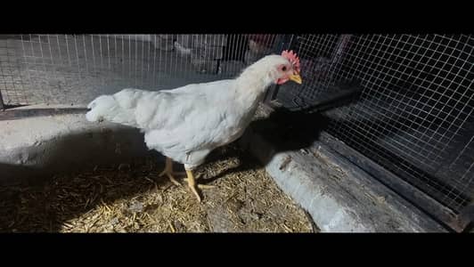 for sale Lohman male white  and mix aseel