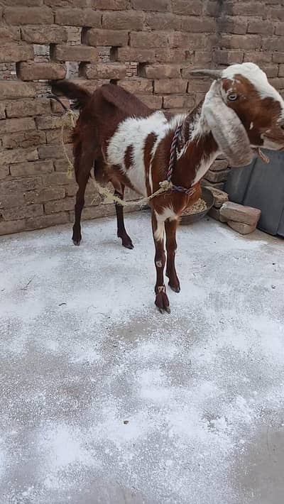 bakri for sale 03133321201
