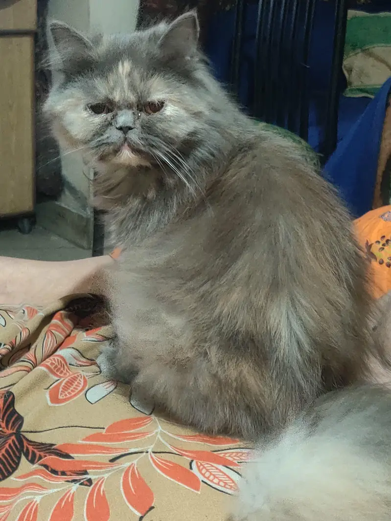 grey Persian kitten and 8 month female grey — photo 5