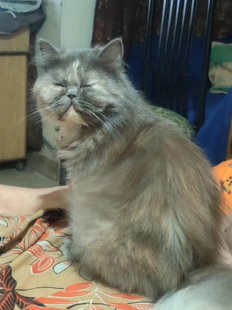 grey Persian kitten and 8 month female grey — photo 6
