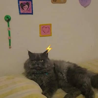 Quality Persian Punch face cat & kitten Male  available h?